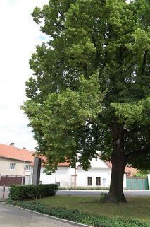 166.jpg